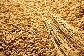 Formation des producteurs : Le blé peut se substituer au riz