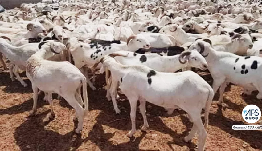 SENEGAL-SOCIETE-TABASKI / Vingt-cinq mille moutons pour approvisionner le marché de Mbacké (préfet)
