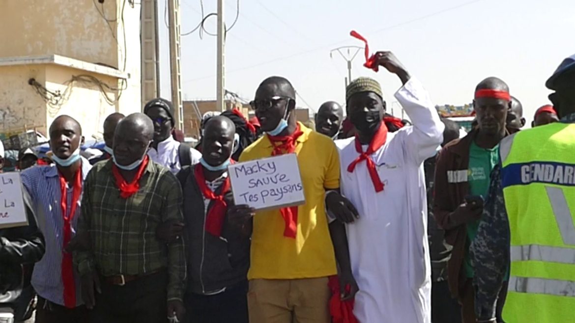 Marche des paysans du département de Dagana : Les producteurs crient leur détresse